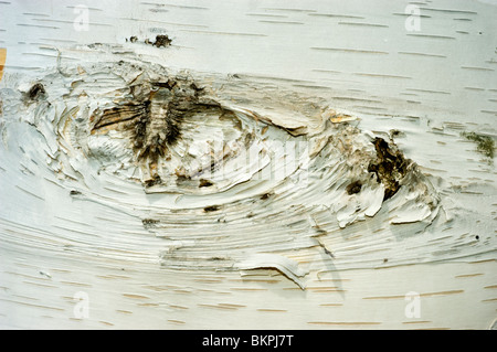 L'écorce blanche et noeud de bouleau à papier, bouleau blanc, bouleau à canot, bétulacées, Betula papyrifera Banque D'Images