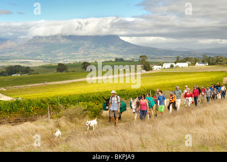 Ingrid et Luca Bein prendre des visiteurs sur une promenade à travers les vignobles Stellenbosch, Western Cape, Afrique du Sud. Banque D'Images