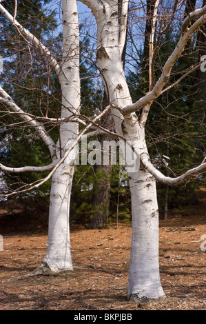 Le bouleau à papier, bouleau blanc, bouleau à canot, bétulacées, Betula papyrifera Banque D'Images