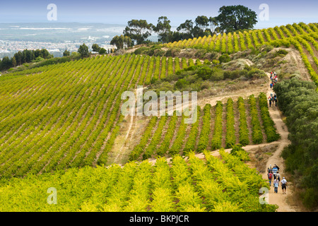 Ingrid et Luca Bein prendre des visiteurs sur une promenade à travers les vignobles Stellenbosch, Western Cape, Afrique du Sud. Banque D'Images