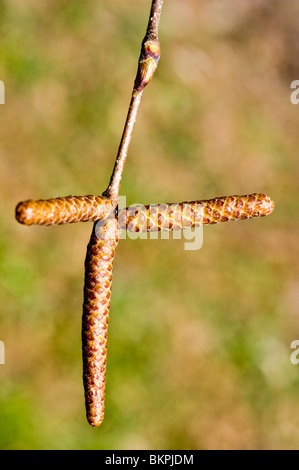 Au début du printemps, les chatons de bouleau à papier, bouleau blanc, bouleau Canoë betulaceae, Betula papyrifera Banque D'Images