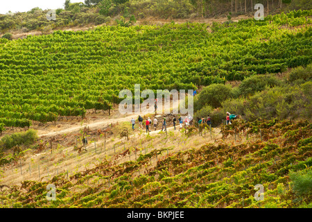 Ingrid et Luca Bein prendre des visiteurs sur une promenade à travers les vignobles Stellenbosch, Western Cape, Afrique du Sud. Banque D'Images