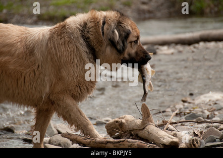 Chien de berger d'Anatolie avec poissons. Banque D'Images