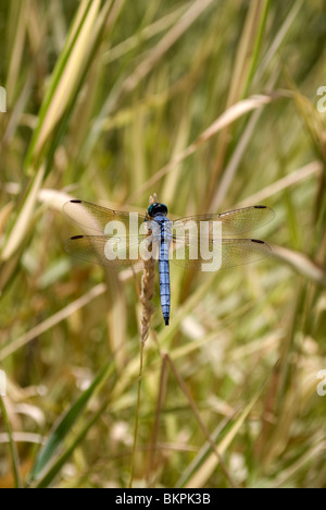 Un mâle bleu Libellule Dasher (Pachydiplax longipennis) reposant sur la pointe d'une herbe sauvage plante au Jardin botanique de Rio Grande Banque D'Images