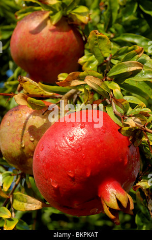 Photographie d'une grenade (fruit Punicum granatum) mûrissement et prêt à prendre sur l'arbre à Los Angeles, Californie, USA Banque D'Images