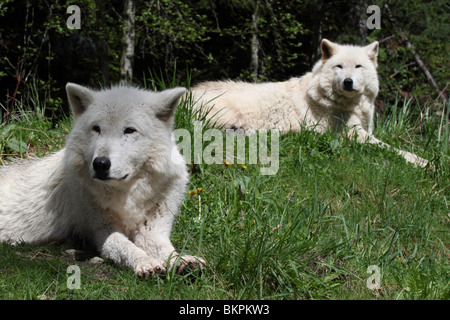 Deux loups bois reposant dans l'herbe sur une journée de printemps ensoleillée Banque D'Images