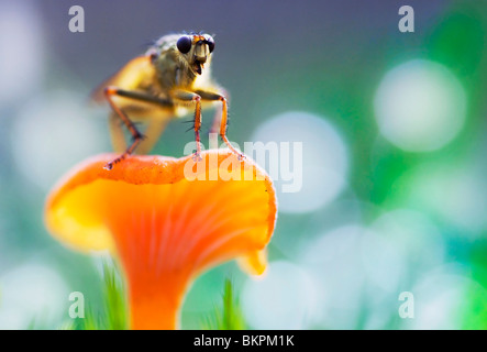 Fly sur toadstool ; vlieg op paddenstoel ; voler sur Vermillion ; Waxcap Vlieg op gewoon vuurzwammetje Banque D'Images