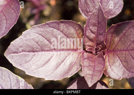 Feuilles de basilic rouge, Ocimum basilicum 'Red Rubin' Basilic Banque D'Images