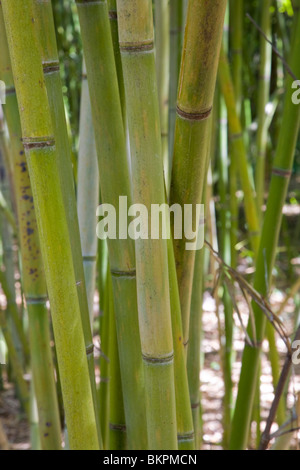 Les tiges de bambou vert Banque D'Images