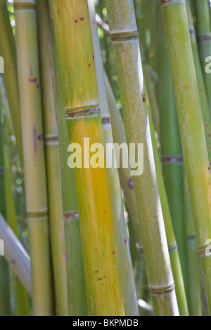 Les tiges de bambou vert Banque D'Images