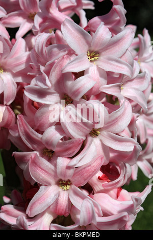 Hyacinth Hyacinthus orientalis Pink Pearl ampoule floraison printanière. Epsom, Surrey, Angleterre, Royaume-Uni. Banque D'Images