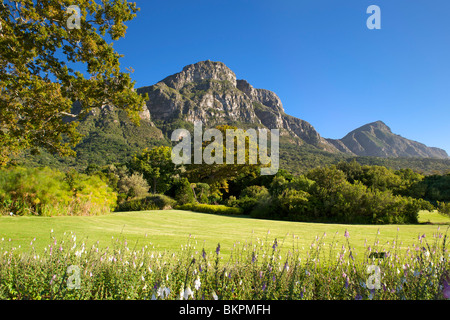 Vue sur Jardin botanique de Kirstenbosch et à l'arrière de la Montagne de la table au Cap, Afrique du Sud. Banque D'Images