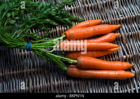 Les carottes fraîchement cueilli et tas de carottes biologiques lavés sur les tiges affichée sur farm shop panier en osier Banque D'Images