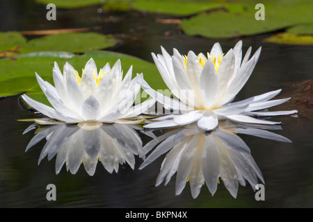 Nénuphar (Nymphaea odorata). Banque D'Images