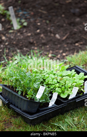 Une sélection de plantes et herbes prêt à être planté dans un jardin Banque D'Images