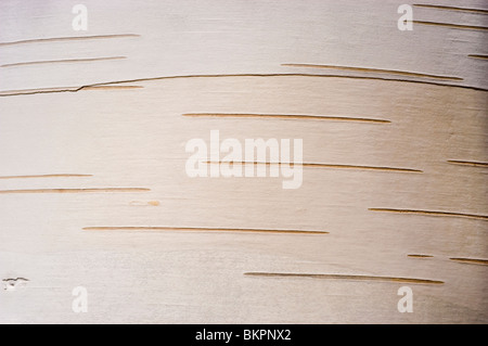 L'écorce de bouleau à papier blanc américain, bouleau blanc, bouleau à canot, bétulacées, Betula papyrifera Banque D'Images