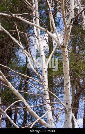 Le bouleau à papier, bouleau blanc, bouleau à canot, bétulacées, Betula papyrifera Banque D'Images