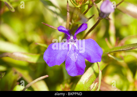 Fleur bleue de Lobelia erinus 'Crystal Palace', Lobelia, chants, Campanulaceae Lobeliaceae Banque D'Images