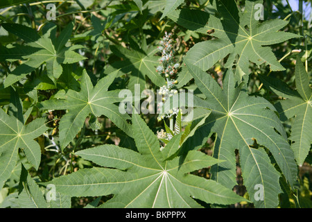 Ricinus communis, le ricin graines de plantes pour obtenir l'huile de ricin, medical Banque D'Images