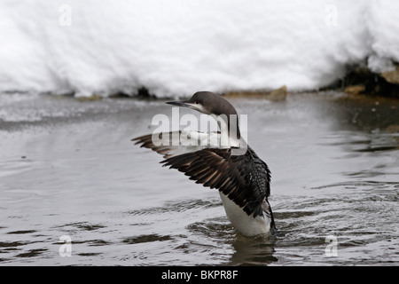 Prachttaucher,jiujitsu, plongée, Gavia arctica à gorge noire,,, Loon Banque D'Images