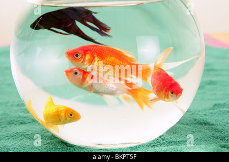 Poissons dans un bol en verre ronde carpes rouge fond vert, animaux domestiques Banque D'Images