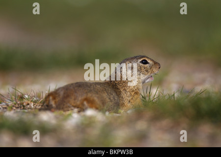 Ziesel, Spermophilus citellus, européen, au sol, écureuil, Banque D'Images