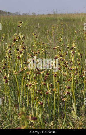 , Spinnenragwurz Ragwurz, Orchidee, ophrys sphegodes,, tôt, Spider, Orchid Banque D'Images