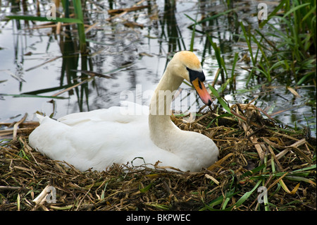 Swan leurs œufs Banque D'Images