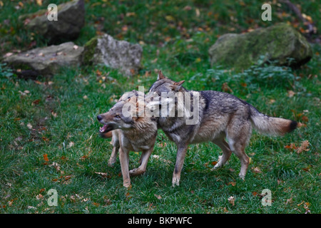 Le loup, Canis lupus, les combats Banque D'Images