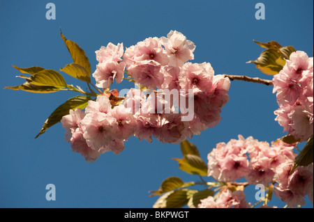 Fleur de cerisier rose fleurs contre un ciel bleu, après-midi de printemps, UK Banque D'Images