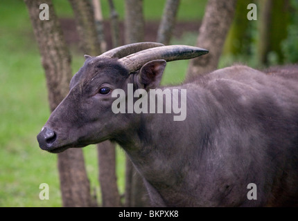 Anoa des plaines (bulbalus depressicornis) Banque D'Images