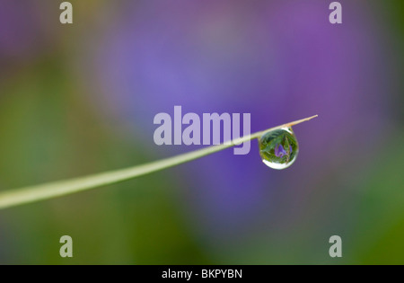 Une fleur se reflète dans une goutte de rosée sur la fin d'un seul brin d'herbe à Girdwood, Alaska Banque D'Images
