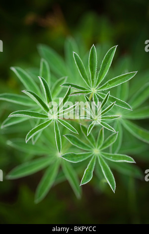 Feuilles de lupin avec gouttes de rosée trouvé dans la péninsule de Kenai, Turnagain Pass, Alaska Banque D'Images