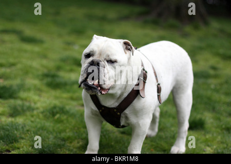 British Bulldog dans un parc à Londres Banque D'Images