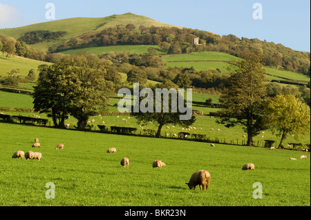 Pays de Galles, Clwyd. Un troupeau de moutons paissant sur une ferme dans le Nord du Pays de Galles contre la toile de fond de l'Clwydian Hills. Banque D'Images