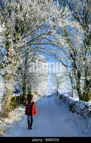 Pays de Galles, Snowdonia. Marcher dans une voie ferme enneigée avec gelée blanche sur les arbres. (MR) Banque D'Images