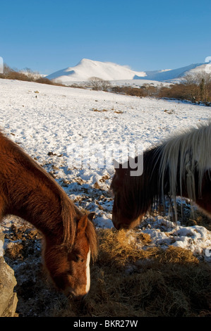 Pays de Galles, Gwynedd, Snowdonia. Poneys près de Bethesda eating hay dans une colline couverte de neige contre l'Carneddau. Banque D'Images