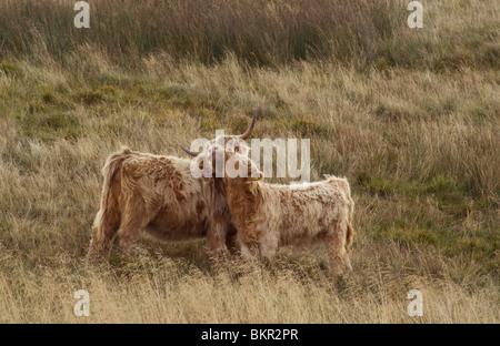 Vache Veau Highland et dans les vallées du Yorkshire au nord de l'Angleterre Banque D'Images