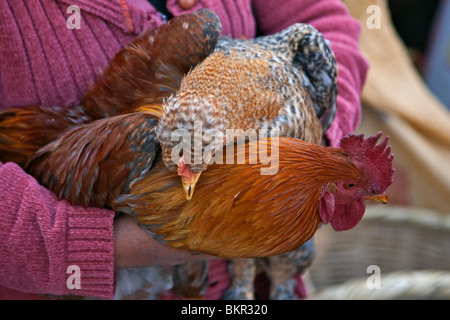 L'Équateur, dodus et coqs poulets sont vendus à l'hebdomadaire Farmers Market à Sangolqui. Banque D'Images