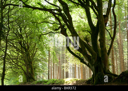 Parc de la forêt de Kielder, Northumberland, Angleterre. Banque D'Images