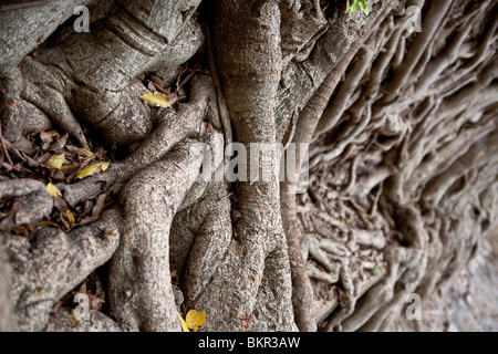 L'Ethiopie, Gondar, Fasiladas baignoire'. Les racines des arbres étrangler un vieux mur qui entoure' Fasilidas baignoire à Gondar. Banque D'Images