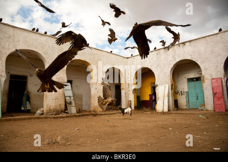L'Éthiopie, l'Harar. Cerfs-volants noir seul coup des morceaux de viande dans le marché de la viande musulmane de Harar. Banque D'Images
