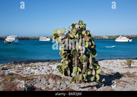 Îles Galápagos, motor yachts amarrés au large de l'île South Plaza. Banque D'Images