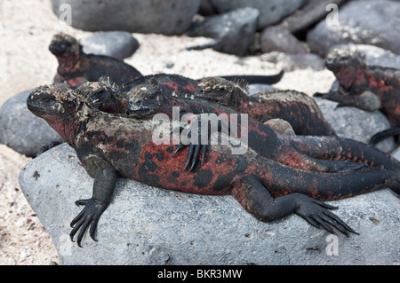 Les îles Galapagos iguanes marins, le soleil sur l'île d'Espanola, l'augmentation de la température corporelle à l'optimum 35,5 dc Banque D'Images