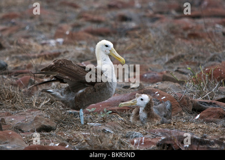 Îles Galápagos, un poussin et l'albatros des Galapagos à Punta Suarez. Banque D'Images