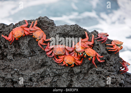 Îles Galápagos, Sally Lightfoot crabes ou lave rouge - crabes sur l'île de Santiago. Banque D'Images