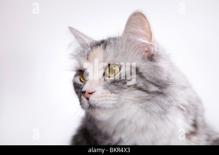 Sibirische Katze / chat sibérien Banque D'Images
