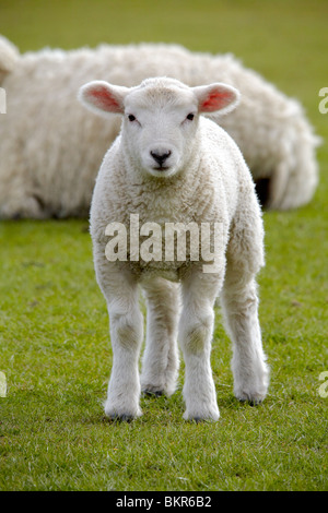 Agneaux et moutons Banque D'Images