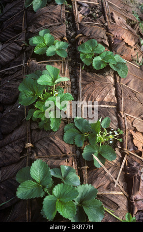 Les jeunes plants de fraisier avec de grandes feuilles utilisées comme revêtement pour le contrôle des mauvaises herbes, Thaïlande Banque D'Images