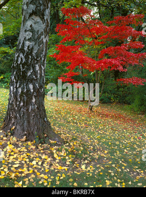 Seattle, WA rouge brillant couleurs d'automne d'un érable japonais à proximité d'un grand tronc de bouleau, texturé, Kubota Jardin Banque D'Images